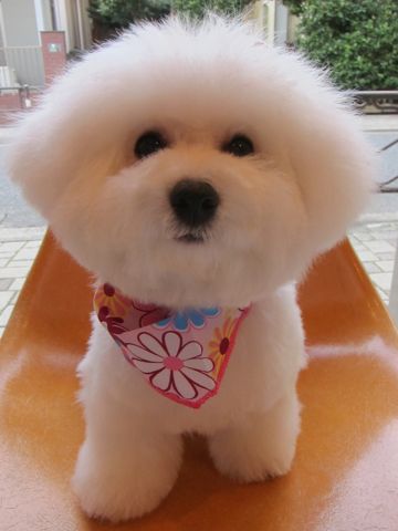 ӥե꡼եȥҥå襤ӥե꡼Ҹ줳ʸhundehutteӥե꡼Bichon Friseӥե꡼ʤΤ᥹Ҹi.jpg