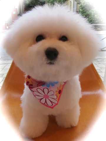 ӥե꡼եȥҥå襤ӥե꡼Ҹ줳ʸhundehutteӥե꡼Bichon Friseӥե꡼ʤΤ᥹Ҹj.jpg