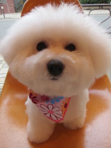 ӥե꡼եȥҥå襤ӥե꡼Ҹ줳ʸhundehutteӥե꡼Bichon Friseӥե꡼ʤΤ᥹Ҹk.jpg