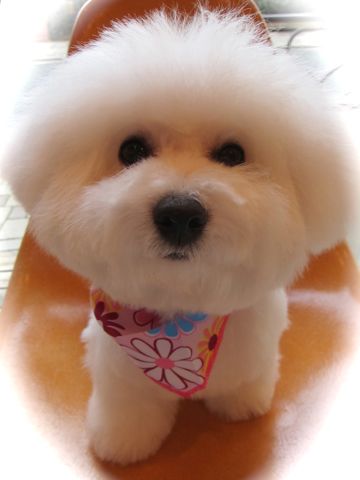 ӥե꡼եȥҥå襤ӥե꡼Ҹ줳ʸhundehutteӥե꡼Bichon Friseӥե꡼ʤΤ᥹Ҹl.jpg