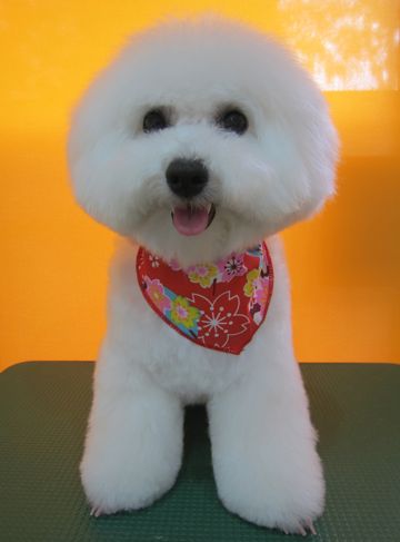 ビションフリーゼフントヒュッテ東京かわいいビションフリーゼ子犬関東こいぬ文京区hundehutteビションフリーゼ画像Bichon Friseビションフリーゼおんなのこメス子犬 m.jpg