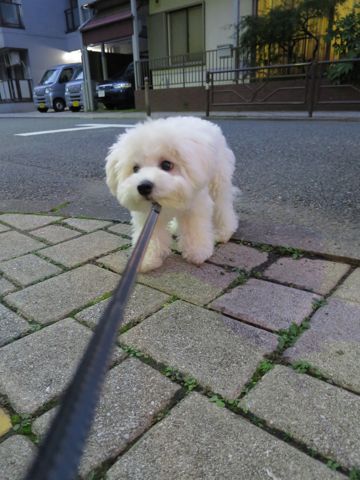 ビションフリーゼこいぬ子犬フントヒュッテ東京かわいいビションフリーゼ関東ビション文京区ビションフリーゼ画像ビションフリーゼおんなのこ姉妹メス子犬_699.jpg
