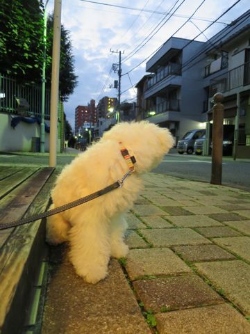 ¥Ó¥·¥ç¥ó¥Õ¥ê¡¼¥¼¤³¤¤¤Ì»Ò¸¤¥Õ¥ó¥È¥Ò¥å¥Ã¥ÆÅìµþ¤«¤ï¤¤¤¤¥Ó¥·¥ç¥ó¥Õ¥ê¡¼¥¼´ØÅì¥Ó¥·¥ç¥óʸµþ¶è¥Ó¥·¥ç¥ó¥Õ¥ê¡¼¥¼²èÁü¥Ó¥·¥ç¥ó¥Õ¥ê¡¼¥¼¤ª¤ó¤Ê¤Î¤³»ÐËå¥á¥¹»Ò¸¤_701.jpg