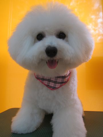 ビションフリーゼフントヒュッテ東京かわいいビションフリーゼ子犬関東こいぬ文京区hundehutteビションフリーゼ画像Bichon Friseビションフリーゼおんなのこメス子犬 n.jpg
