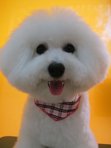 ビションフリーゼフントヒュッテ東京かわいいビションフリーゼ子犬関東こいぬ文京区hundehutteビションフリーゼ画像Bichon Friseビションフリーゼおんなのこメス子犬 p.jpg