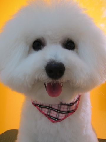 ビションフリーゼフントヒュッテ東京かわいいビションフリーゼ子犬関東こいぬ文京区hundehutteビションフリーゼ画像Bichon Friseビションフリーゼおんなのこメス子犬 q.jpg