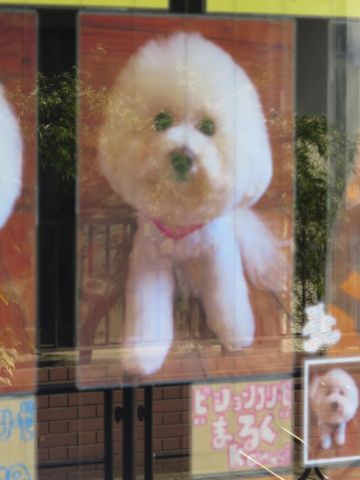 トリミング文京区フントヒュッテ東京ビションフリーゼカット画像ビションフリーゼデザインカット画像トイプードルトリミング都内トイプーカット画像駒込c.jpg