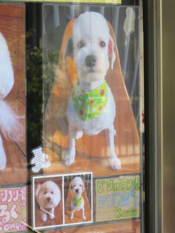 トリミング文京区フントヒュッテ東京ビションフリーゼカット画像ビションフリーゼデザインカット画像トイプードルトリミング都内トイプーカット画像駒込d.jpg