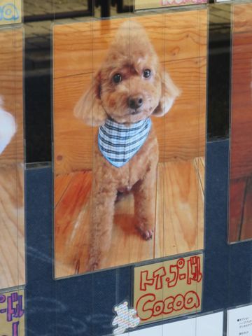 トリミング文京区フントヒュッテ東京ビションフリーゼカット画像ビションフリーゼデザインカット画像トイプードルトリミング都内トイプーカット画像駒込f.jpg