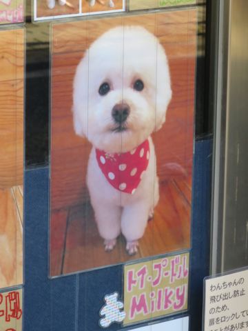 トリミング文京区フントヒュッテ東京ビションフリーゼカット画像ビションフリーゼデザインカット画像トイプードルトリミング都内トイプーカット画像駒込g.jpg