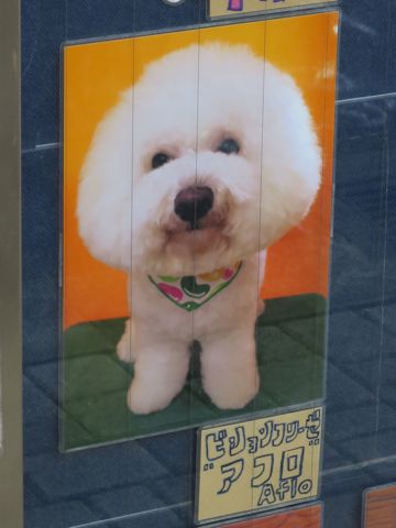トリミング文京区フントヒュッテ東京ビションフリーゼカット画像ビションフリーゼデザインカット画像トイプードルトリミング都内トイプーカット画像駒込h.jpg