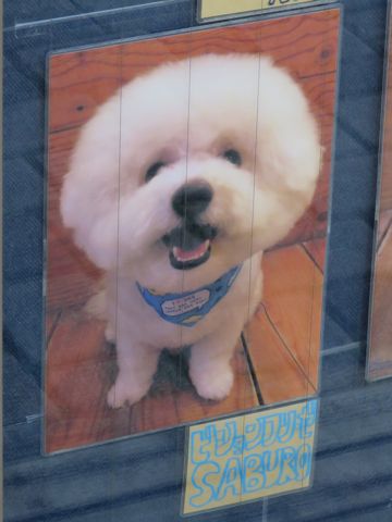 トリミング文京区フントヒュッテ東京ビションフリーゼカット画像ビションフリーゼデザインカット画像トイプードルトリミング都内トイプーカット画像駒込i.jpg