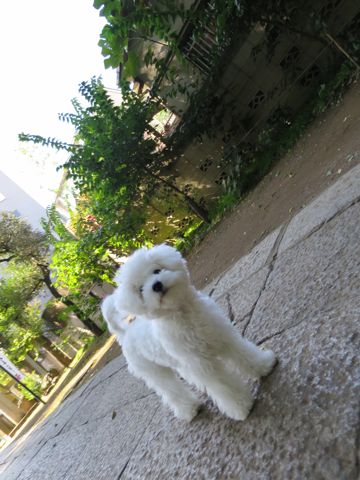 ¥Ó¥·¥ç¥ó¥Õ¥ê¡¼¥¼¤³¤¤¤Ì»Ò¸¤¥Õ¥ó¥È¥Ò¥å¥Ã¥ÆÅìµþ¤«¤ï¤¤¤¤¥Ó¥·¥ç¥ó¥Õ¥ê¡¼¥¼´ØÅì¥Ó¥·¥ç¥óʸµþ¶è¥Ó¥·¥ç¥ó¥Õ¥ê¡¼¥¼²èÁü¥Ó¥·¥ç¥ó¥Õ¥ê¡¼¥¼¤ª¤ó¤Ê¤Î¤³»ÐËå¥á¥¹»Ò¸¤_781.jpg