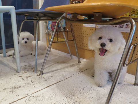 ホテル犬駒込フントヒュッテ東京ペットホテル文京区犬おあずかり様子おさんぽペットホテル料金ビションフリーゼトリミング画像犬歯みがきデンタルケア都内1.jpg