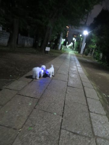 ¥Û¥Æ¥ë¸¤¶ð¹þ¥Õ¥ó¥È¥Ò¥å¥Ã¥ÆÅìµþ¥Ú¥Ã¥È¥Û¥Æ¥ëʸµþ¶è¸¤¤ª¤¢¤º¤«¤êÍͻҤª¤µ¤ó¤Ý¥Ú¥Ã¥È¥Û¥Æ¥ëÎÁ¶â¥Ó¥·¥ç¥ó¥Õ¥ê¡¼¥¼¥È¥ê¥ß¥ó¥°²èÁü¸¤»õ¤ß¤¬¤¥Ç¥ó¥¿¥ë¥±¥¢ÅÔÆâ15.jpg