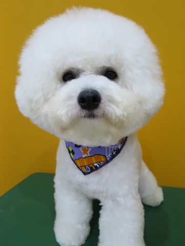 ビションフリーゼトリミング東京ビションフリーゼカット画像文京区ビションフリーゼのトリミング都内フントヒュッテ駒込犬ハーブパック効果犬歯磨き歯垢歯石6.jpg