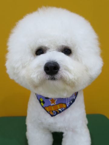 ビションフリーゼトリミング東京ビションフリーゼカット画像文京区ビションフリーゼのトリミング都内フントヒュッテ駒込犬ハーブパック効果犬歯磨き歯垢歯石7.jpg