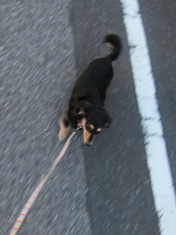 ダックストリミング東京ダックスフントカニヘン都内ペットホテル様子おさんぽ犬おあずかり料金文京区フントヒュッテ駒込かわいいカニヘンダックス画像hundehutte2.jpg