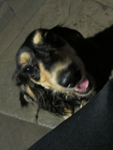 ダックストリミング東京ダックスフントカニヘン都内ペットホテル様子おさんぽ犬おあずかり料金文京区フントヒュッテ駒込かわいいカニヘンダックス画像hundehutte3.jpg
