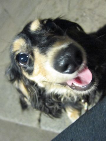 ダックストリミング東京ダックスフントカニヘン都内ペットホテル様子おさんぽ犬おあずかり料金文京区フントヒュッテ駒込かわいいカニヘンダックス画像hundehutte4.jpg
