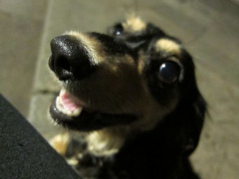 ダックストリミング東京ダックスフントカニヘン都内ペットホテル様子おさんぽ犬おあずかり料金文京区フントヒュッテ駒込かわいいカニヘンダックス画像hundehutte5.jpg