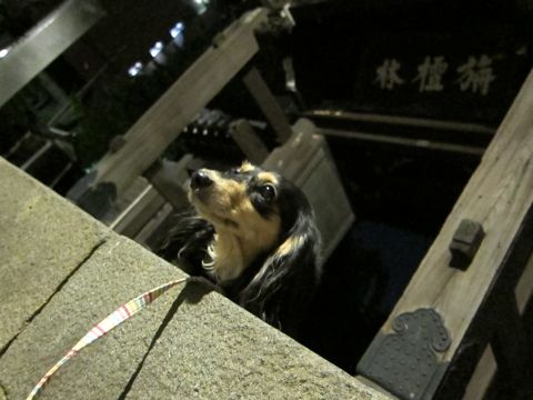 ダックストリミング東京ダックスフントカニヘン都内ペットホテル様子おさんぽ犬おあずかり料金文京区フントヒュッテ駒込かわいいカニヘンダックス画像hundehutte6.jpg