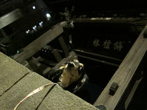 ダックストリミング東京ダックスフントカニヘン都内ペットホテル様子おさんぽ犬おあずかり料金文京区フントヒュッテ駒込かわいいカニヘンダックス画像hundehutte7.jpg