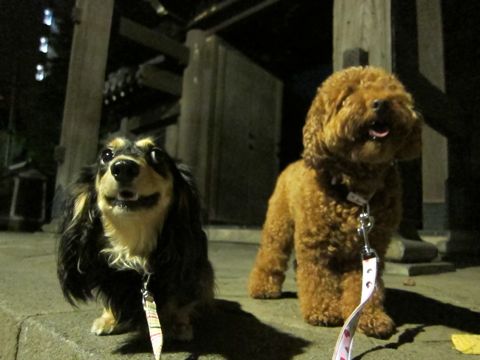 ダックストリミング東京ダックスフントカニヘン都内ペットホテル様子おさんぽ犬おあずかり料金文京区フントヒュッテ駒込かわいいカニヘンダックス画像hundehutte8.jpg