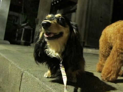 ダックストリミング東京ダックスフントカニヘン都内ペットホテル様子おさんぽ犬おあずかり料金文京区フントヒュッテ駒込かわいいカニヘンダックス画像hundehutte9.jpg