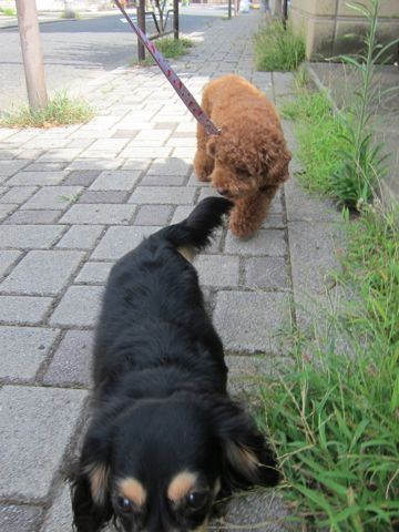 ダックストリミング東京ダックスフントカニヘン都内ペットホテル様子おさんぽ犬おあずかり料金文京区フントヒュッテ駒込かわいいカニヘンダックス画像hundehutte10.jpg