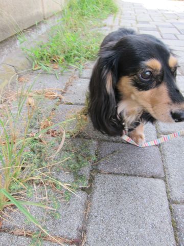 ダックストリミング東京ダックスフントカニヘン都内ペットホテル様子おさんぽ犬おあずかり料金文京区フントヒュッテ駒込かわいいカニヘンダックス画像hundehutte11.jpg