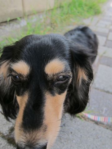 ダックストリミング東京ダックスフントカニヘン都内ペットホテル様子おさんぽ犬おあずかり料金文京区フントヒュッテ駒込かわいいカニヘンダックス画像hundehutte12.jpg
