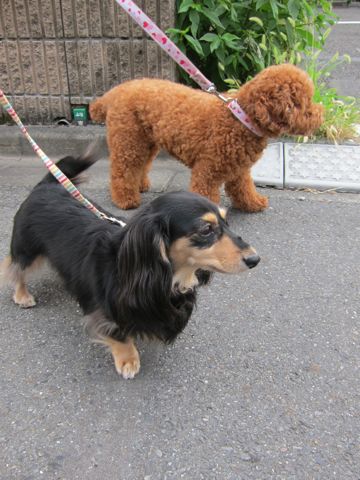 ダックストリミング東京ダックスフントカニヘン都内ペットホテル様子おさんぽ犬おあずかり料金文京区フントヒュッテ駒込かわいいカニヘンダックス画像hundehutte13.jpg