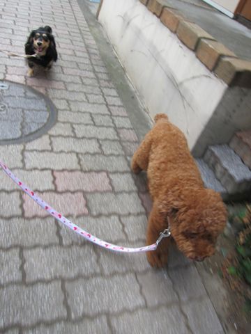 ダックストリミング東京ダックスフントカニヘン都内ペットホテル様子おさんぽ犬おあずかり料金文京区フントヒュッテ駒込かわいいカニヘンダックス画像hundehutte14.jpg