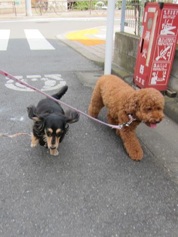ダックストリミング東京ダックスフントカニヘン都内ペットホテル様子おさんぽ犬おあずかり料金文京区フントヒュッテ駒込かわいいカニヘンダックス画像hundehutte15.jpg