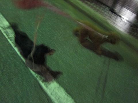 ダックストリミング東京ダックスフントカニヘン都内ペットホテル様子おさんぽ犬おあずかり料金文京区フントヒュッテ駒込かわいいカニヘンダックス画像hundehutte17.jpg