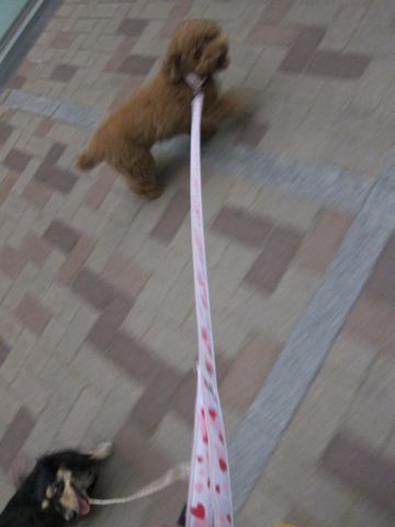 ダックストリミング東京ダックスフントカニヘン都内ペットホテル様子おさんぽ犬おあずかり料金文京区フントヒュッテ駒込かわいいカニヘンダックス画像hundehutte18.jpg