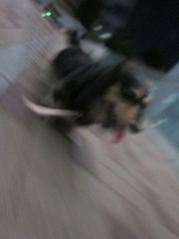 ダックストリミング東京ダックスフントカニヘン都内ペットホテル様子おさんぽ犬おあずかり料金文京区フントヒュッテ駒込かわいいカニヘンダックス画像hundehutte19.jpg