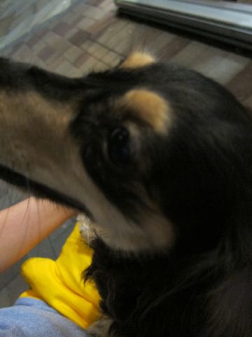 ダックストリミング東京ダックスフントカニヘン都内ペットホテル様子おさんぽ犬おあずかり料金文京区フントヒュッテ駒込かわいいカニヘンダックス画像hundehutte21.jpg