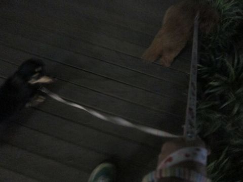 ダックストリミング東京ダックスフントカニヘン都内ペットホテル様子おさんぽ犬おあずかり料金文京区フントヒュッテ駒込かわいいカニヘンダックス画像hundehutte22.jpg
