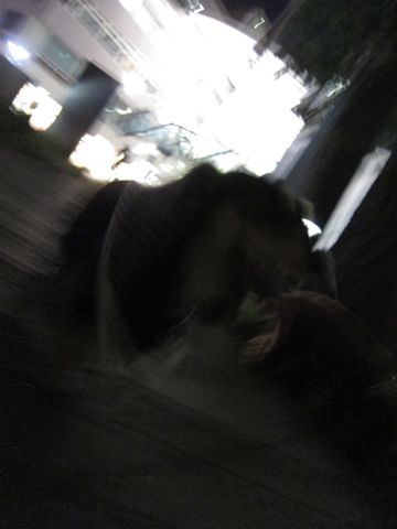 ダックストリミング東京ダックスフントカニヘン都内ペットホテル様子おさんぽ犬おあずかり料金文京区フントヒュッテ駒込かわいいカニヘンダックス画像hundehutte23.jpg