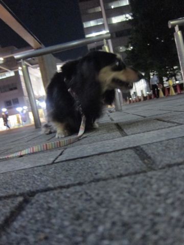 ダックストリミング東京ダックスフントカニヘン都内ペットホテル様子おさんぽ犬おあずかり料金文京区フントヒュッテ駒込かわいいカニヘンダックス画像hundehutte24.jpg