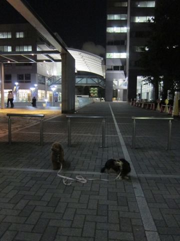 ダックストリミング東京ダックスフントカニヘン都内ペットホテル様子おさんぽ犬おあずかり料金文京区フントヒュッテ駒込かわいいカニヘンダックス画像hundehutte25.jpg