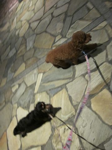 ダックストリミング東京ダックスフントカニヘン都内ペットホテル様子おさんぽ犬おあずかり料金文京区フントヒュッテ駒込かわいいカニヘンダックス画像hundehutte26.jpg