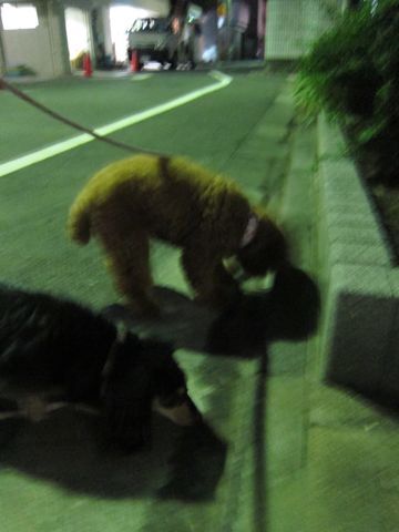 ダックストリミング東京ダックスフントカニヘン都内ペットホテル様子おさんぽ犬おあずかり料金文京区フントヒュッテ駒込かわいいカニヘンダックス画像hundehutte27.jpg