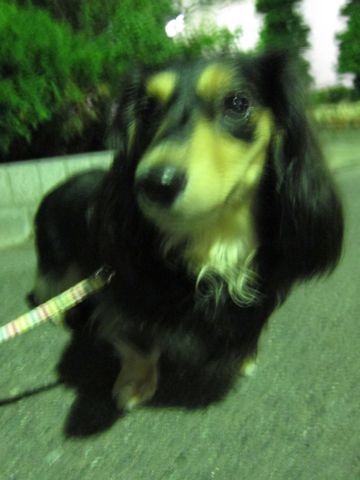 ダックストリミング東京ダックスフントカニヘン都内ペットホテル様子おさんぽ犬おあずかり料金文京区フントヒュッテ駒込かわいいカニヘンダックス画像hundehutte28.jpg