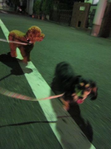 ダックストリミング東京ダックスフントカニヘン都内ペットホテル様子おさんぽ犬おあずかり料金文京区フントヒュッテ駒込かわいいカニヘンダックス画像hundehutte29.jpg