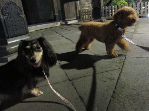 ダックストリミング東京ダックスフントカニヘン都内ペットホテル様子おさんぽ犬おあずかり料金文京区フントヒュッテ駒込かわいいカニヘンダックス画像hundehutte30.jpg