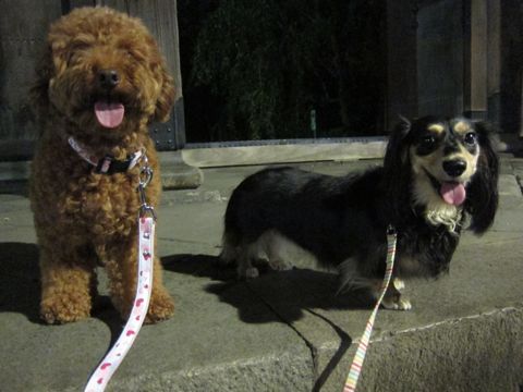 ダックストリミング東京ダックスフントカニヘン都内ペットホテル様子おさんぽ犬おあずかり料金文京区フントヒュッテ駒込かわいいカニヘンダックス画像hundehutte31.jpg