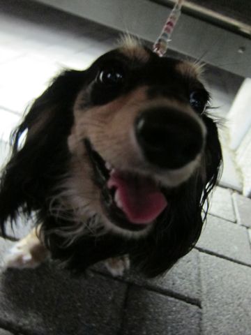 ダックストリミング東京ダックスフントカニヘン都内ペットホテル様子おさんぽ犬おあずかり料金文京区フントヒュッテ駒込かわいいカニヘンダックス画像hundehutte32.jpg